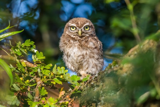 Fotoausstellung „Fögel und Valter“ Fotoausstellung „Fögel und Valter“